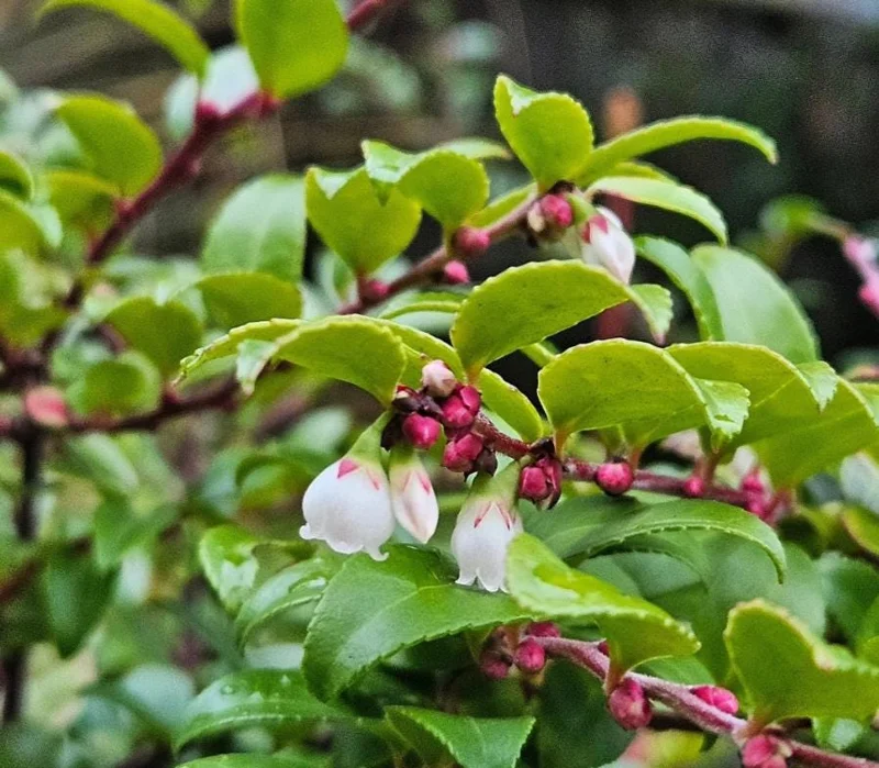 Evergreen Huckleberry Live Plant - Set of 6, Vaccinium ovatum, 3-7 Inch Tall, 3 Inch Pots, Edible Berries, Outdoor Shrub Evergreen Huckleberry Live Plant - Set of 6, Vaccinium ovatum, 3-7 Inch Tall, 3 Inch Pots, Edible Berries, Outdoor Shrub - Image 8