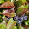 Evergreen Huckleberry Live Plant - Set of 6, Vaccinium ovatum, 3-7 Inch Tall, 3 Inch Pots, Edible Berries, Outdoor Shrub - Image 1