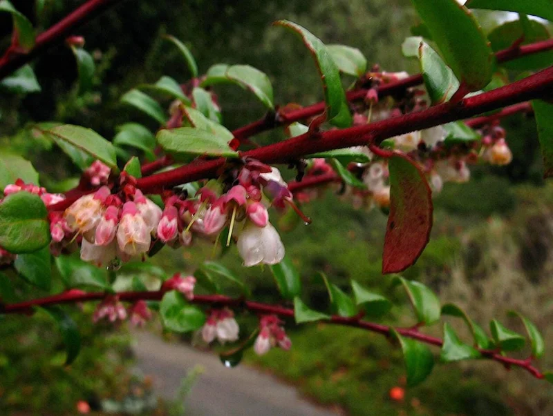 Evergreen Huckleberry Live Plant - Vaccinium ovatum - 1-2 Inch Tall - Edible Berries - Outdoor Shrub Evergreen Huckleberry Live Plant - Vaccinium ovatum - 1-2 Inch Tall - Edible Berries - Outdoor Shrub - Image 10