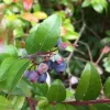 Evergreen Huckleberry Live Plant - Vaccinium ovatum - 4-10 Inch Tall in 4 Inch Pot - Edible Berries - Image 1