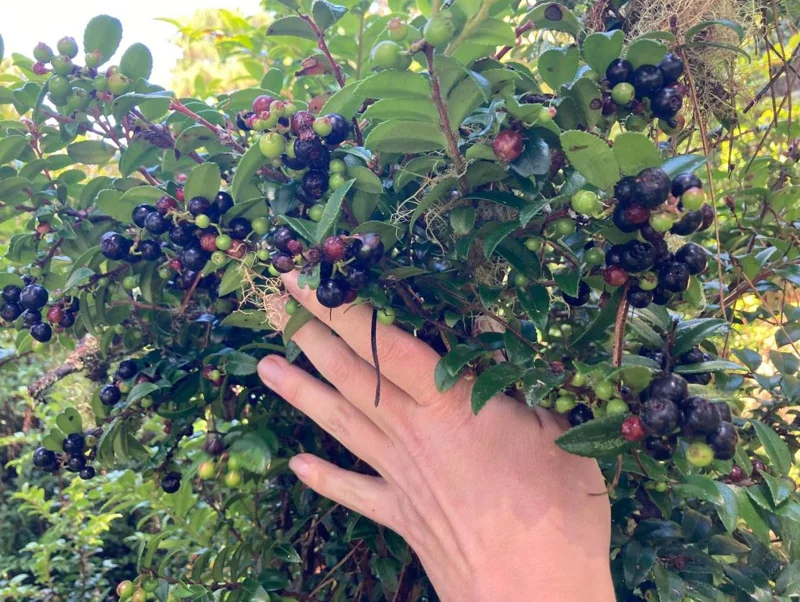 Evergreen Huckleberry Live Plant - Vaccinium ovatum - 3-7 Inch Tall, 3 Inch Pot Evergreen Huckleberry Live Plant - Vaccinium ovatum - 3-7 Inch Tall, 3 Inch Pot - Image 2