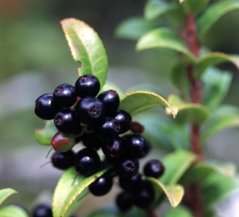 Evergreen Huckleberry Live Plant – Vaccinium ovatum – 1-2 inch tall – 1.5 inch pot – Set of 2 Evergreen Huckleberry Live Plant – Vaccinium ovatum – 1-2 inch tall – 1.5 inch pot – Set of 2 - Image 2