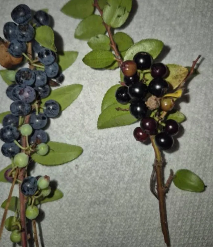 Evergreen Huckleberry Live Plant - Vaccinium ovatum - 1-2 Inch Tall - Edible Berries - Outdoor Shrub Evergreen Huckleberry Live Plant - Vaccinium ovatum - 1-2 Inch Tall - Edible Berries - Outdoor Shrub - Image 2
