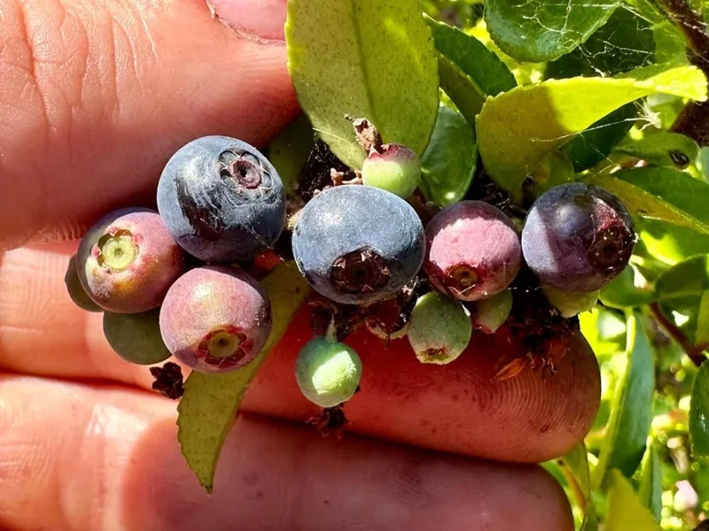 Evergreen Huckleberry Live Plant – Vaccinium ovatum – 1-2 inch tall – 1.5 inch pot – Set of 2 Evergreen Huckleberry Live Plant – Vaccinium ovatum – 1-2 inch tall – 1.5 inch pot – Set of 2 - Image 3