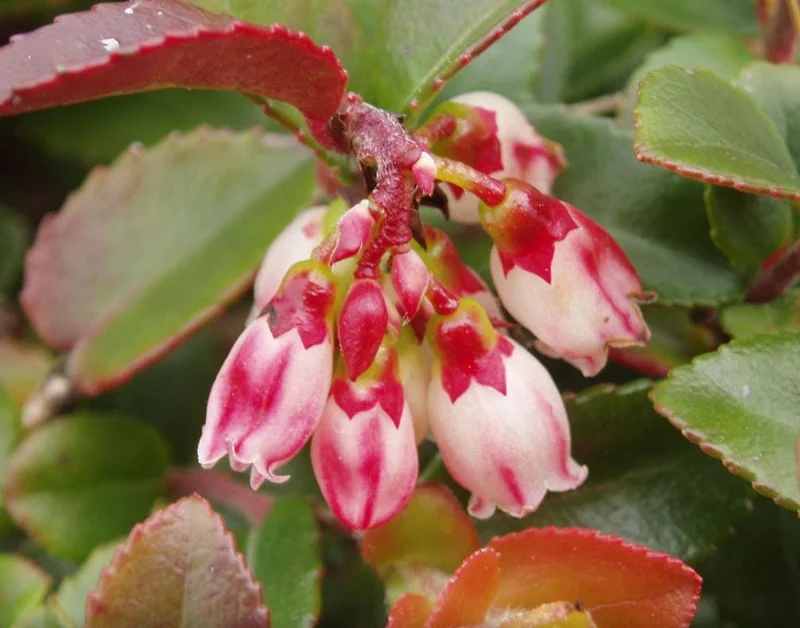 Evergreen Huckleberry Live Plant - Vaccinium ovatum - 1-2 Inch Tall - Edible Berries - Outdoor Shrub Evergreen Huckleberry Live Plant - Vaccinium ovatum - 1-2 Inch Tall - Edible Berries - Outdoor Shrub - Image 3