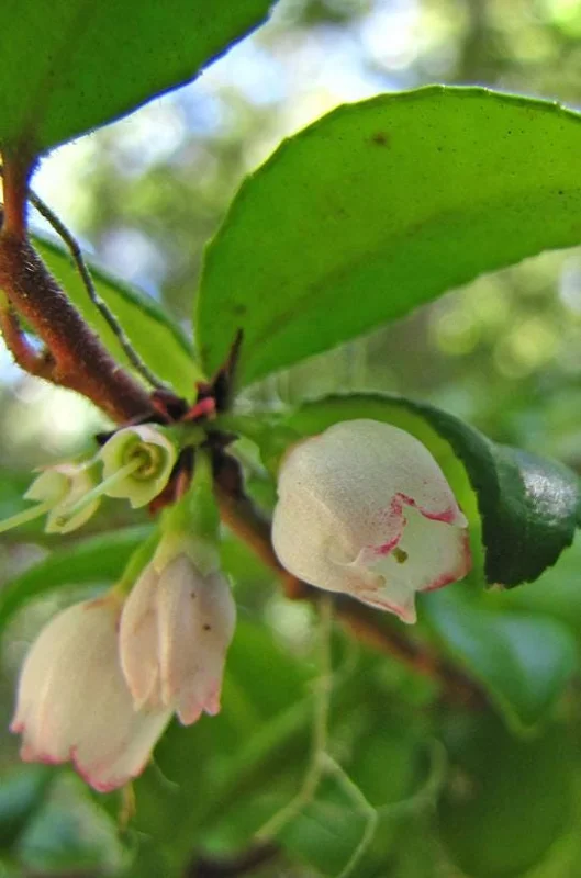 Evergreen Huckleberry Live Plant - Vaccinium ovatum - 3-7 Inch Tall, 3 Inch Pot Evergreen Huckleberry Live Plant - Vaccinium ovatum - 3-7 Inch Tall, 3 Inch Pot - Image 3