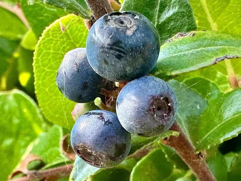 Evergreen Huckleberry Live Plant – Vaccinium ovatum – 1-2 inch tall – 1.5 inch pot – Set of 2 Evergreen Huckleberry Live Plant – Vaccinium ovatum – 1-2 inch tall – 1.5 inch pot – Set of 2 - Image 4