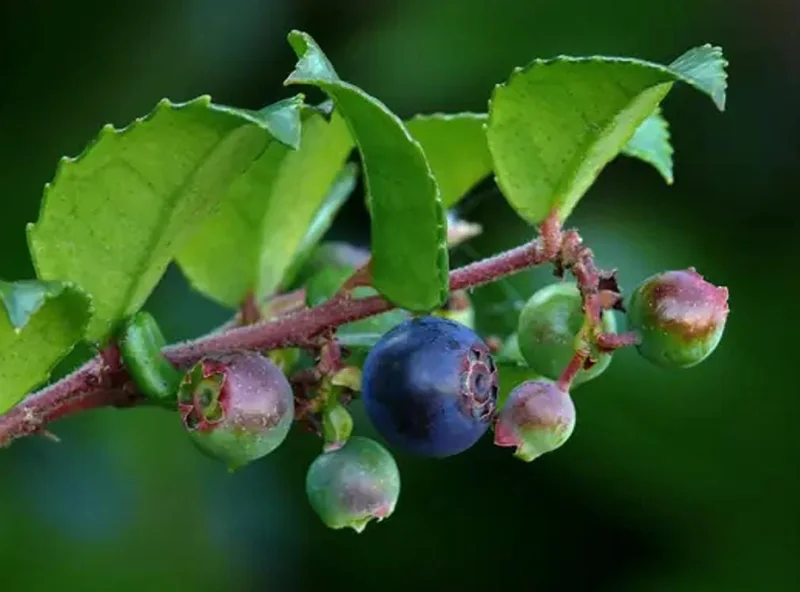 Evergreen Huckleberry Live Plant - Vaccinium ovatum - 3-7 Inch Tall, 3 Inch Pot Evergreen Huckleberry Live Plant - Vaccinium ovatum - 3-7 Inch Tall, 3 Inch Pot - Image 4