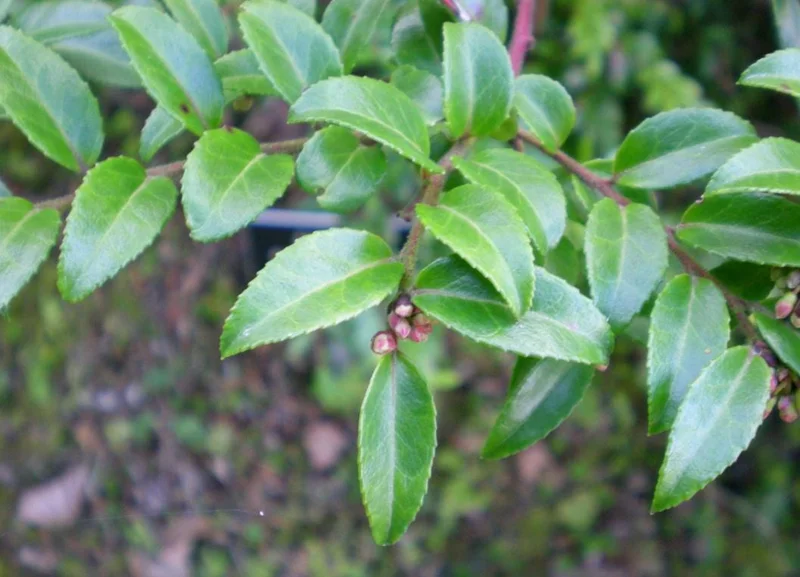 Evergreen Huckleberry Live Plant - Vaccinium ovatum - 1-2 Inch Tall - Edible Berries - Outdoor Shrub Evergreen Huckleberry Live Plant - Vaccinium ovatum - 1-2 Inch Tall - Edible Berries - Outdoor Shrub - Image 4