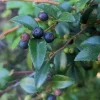 Evergreen Huckleberry Live Plant - Vaccinium ovatum - 1-2 Inch Tall - Edible Berries - Outdoor Shrub Evergreen Huckleberry Live Plant - Vaccinium ovatum - 1-2 Inch Tall - Edible Berries - Outdoor Shrub - Image 1