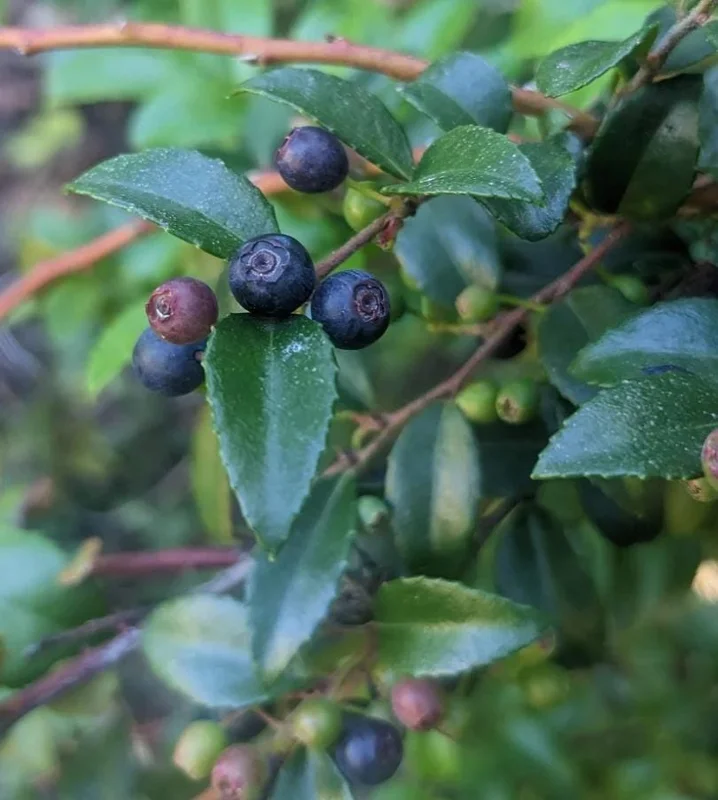 Evergreen Huckleberry Live Plant - Vaccinium ovatum - 1-2 Inch Tall - Edible Berries - Outdoor Shrub Evergreen Huckleberry Live Plant - Vaccinium ovatum - 1-2 Inch Tall - Edible Berries - Outdoor Shrub - Image 1