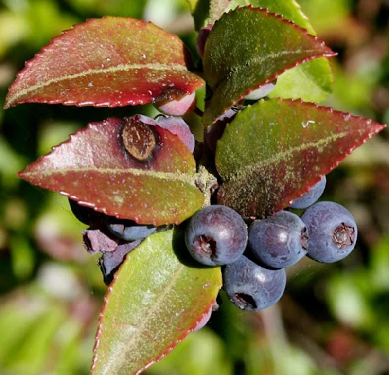 Evergreen Huckleberry Live Plant - Vaccinium ovatum - Set of 6 - 3-7 Inch Tall - 3 Inch Pots - Outdoor Shrub - Image 1