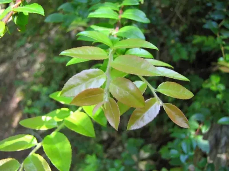 Evergreen Huckleberry Live Plant - Vaccinium ovatum - 3-7 Inch Tall, 3 Inch Pot Evergreen Huckleberry Live Plant - Vaccinium ovatum - 3-7 Inch Tall, 3 Inch Pot - Image 5