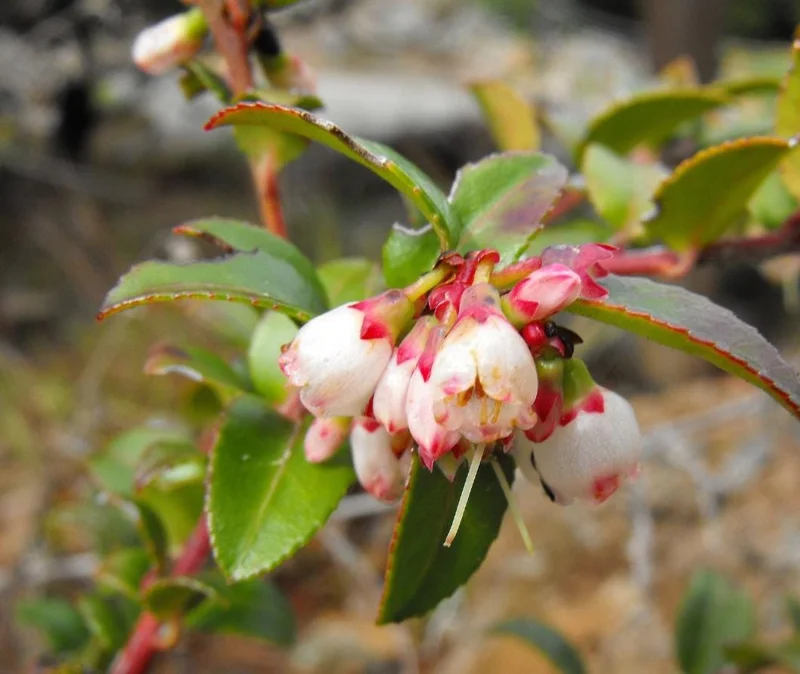 Evergreen Huckleberry Live Plant – Vaccinium ovatum – 1-2 inch tall – 1.5 inch pot – Set of 2 Evergreen Huckleberry Live Plant – Vaccinium ovatum – 1-2 inch tall – 1.5 inch pot – Set of 2 - Image 5