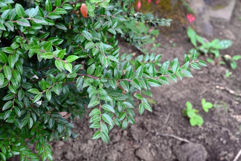 Evergreen Huckleberry Live Plant - Vaccinium ovatum - 1-2 Inch Tall - Edible Berries - Outdoor Shrub Evergreen Huckleberry Live Plant - Vaccinium ovatum - 1-2 Inch Tall - Edible Berries - Outdoor Shrub - Image 5