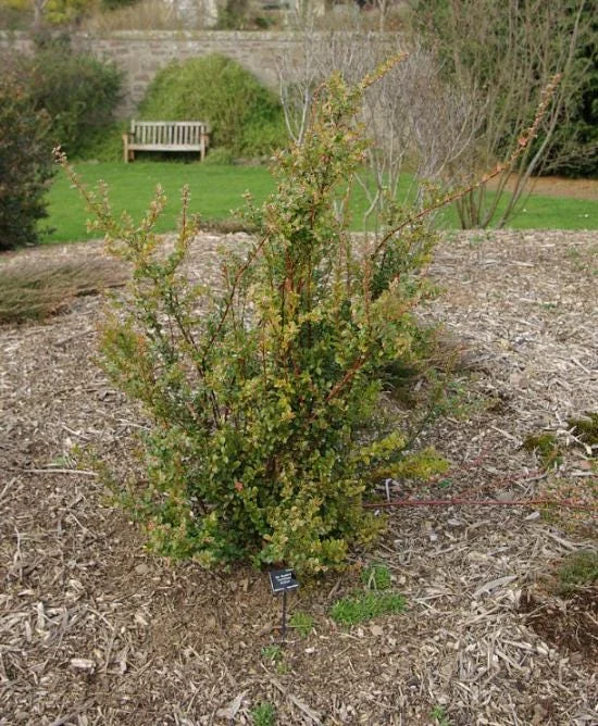 Evergreen Huckleberry Live Plant - Vaccinium ovatum - 1-2 Inch Tall - Edible Berries - Outdoor Shrub Evergreen Huckleberry Live Plant - Vaccinium ovatum - 1-2 Inch Tall - Edible Berries - Outdoor Shrub - Image 6