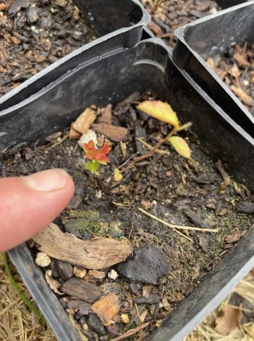 Evergreen Huckleberry Live Plant – Vaccinium ovatum – 1-2 inch tall – 1.5 inch pot – Set of 2 Evergreen Huckleberry Live Plant – Vaccinium ovatum – 1-2 inch tall – 1.5 inch pot – Set of 2 - Image 6