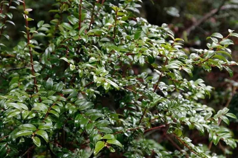 Evergreen Huckleberry Live Plant - Vaccinium ovatum - 3-7 Inch Tall, 3 Inch Pot Evergreen Huckleberry Live Plant - Vaccinium ovatum - 3-7 Inch Tall, 3 Inch Pot - Image 6