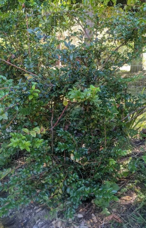 Evergreen Huckleberry Live Plant - Vaccinium ovatum - 1-2 Inch Tall - Edible Berries - Outdoor Shrub Evergreen Huckleberry Live Plant - Vaccinium ovatum - 1-2 Inch Tall - Edible Berries - Outdoor Shrub - Image 7
