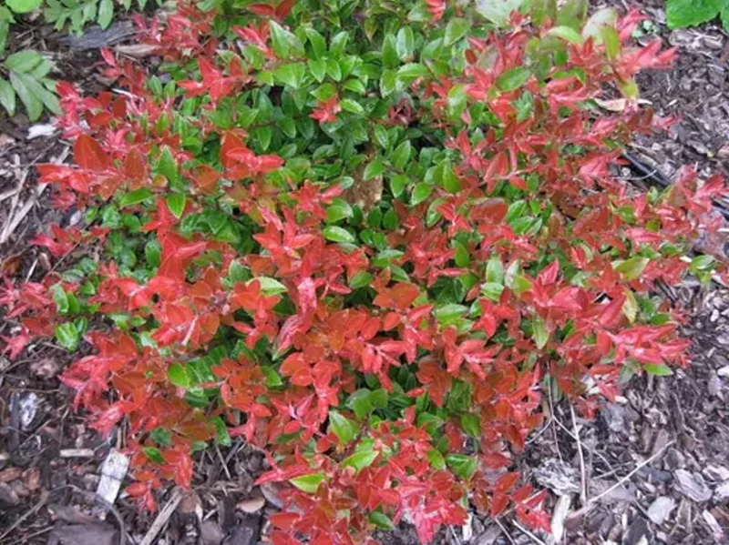 Evergreen Huckleberry Live Plant - Vaccinium ovatum - 3-7 Inch Tall, 3 Inch Pot Evergreen Huckleberry Live Plant - Vaccinium ovatum - 3-7 Inch Tall, 3 Inch Pot - Image 7