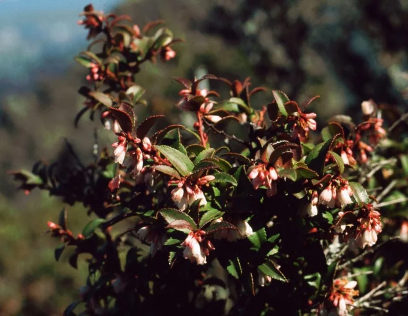 Evergreen Huckleberry Live Plant - Vaccinium ovatum - 1-2 Inch Tall - Edible Berries - Outdoor Shrub Evergreen Huckleberry Live Plant - Vaccinium ovatum - 1-2 Inch Tall - Edible Berries - Outdoor Shrub - Image 8