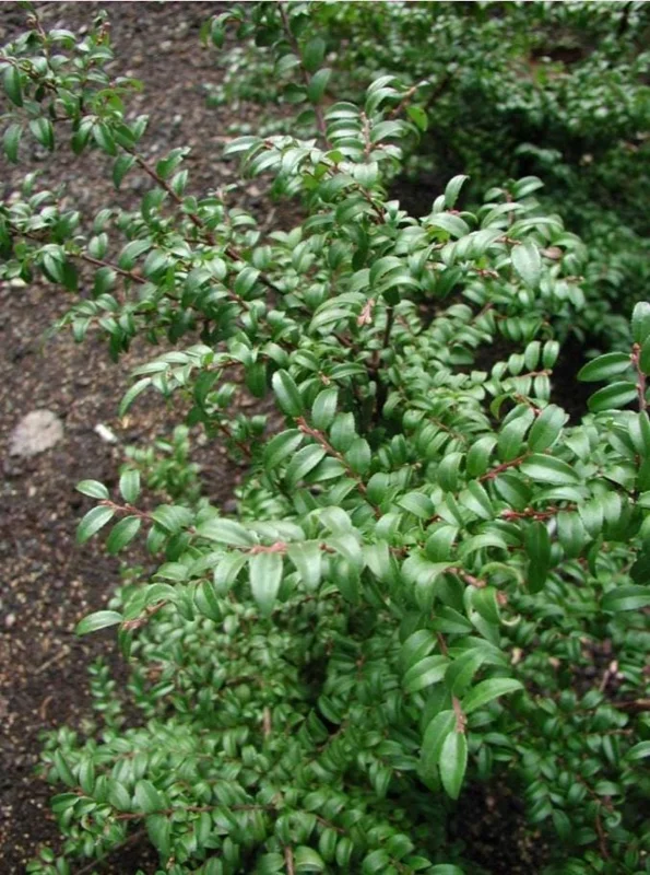 Evergreen Huckleberry Live Plant – Vaccinium ovatum – 1-2 inch tall – 1.5 inch pot – Set of 2 Evergreen Huckleberry Live Plant – Vaccinium ovatum – 1-2 inch tall – 1.5 inch pot – Set of 2 - Image 8