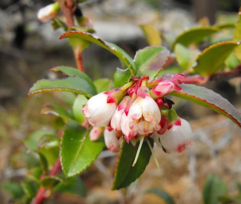 Evergreen Huckleberry Live Plant - Vaccinium ovatum - 1-2 Inch Tall - Edible Berries - Outdoor Shrub Evergreen Huckleberry Live Plant - Vaccinium ovatum - 1-2 Inch Tall - Edible Berries - Outdoor Shrub - Image 9