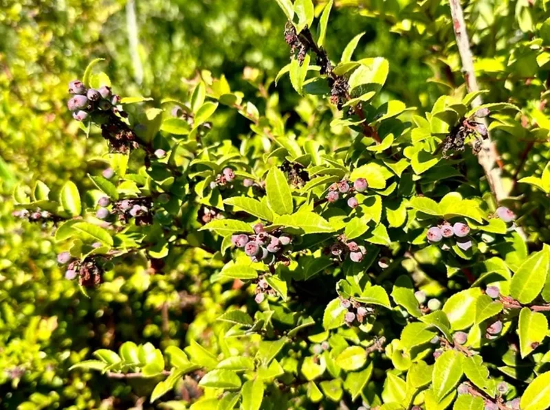 Evergreen Huckleberry Live Plant – Vaccinium ovatum – 1-2 inch tall – 1.5 inch pot – Set of 2 Evergreen Huckleberry Live Plant – Vaccinium ovatum – 1-2 inch tall – 1.5 inch pot – Set of 2 - Image 9