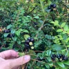 Evergreen Huckleberry Live Plant - Vaccinium ovatum - 3-7 Inch Tall, 3 Inch Pot Evergreen Huckleberry Live Plant - Vaccinium ovatum - 3-7 Inch Tall, 3 Inch Pot - Image 1