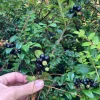 Evergreen Huckleberry Live Plant - Vaccinium ovatum - 3-7" Tall in 3" Pot - Image 1