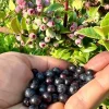 Evergreen Huckleberry Live Plant – Vaccinium ovatum – 1-2 inch tall – 1.5 inch pot – Set of 2 Evergreen Huckleberry Live Plant – Vaccinium ovatum – 1-2 inch tall – 1.5 inch pot – Set of 2 - Image 1