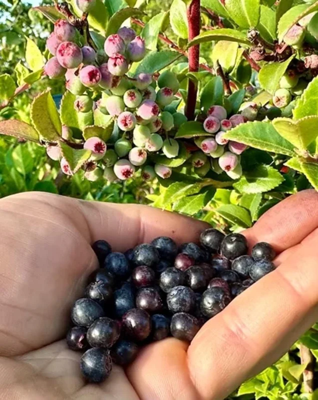 Evergreen Huckleberry Live Plant – Vaccinium ovatum – 1-2 inch tall – 1.5 inch pot – Set of 2 Evergreen Huckleberry Live Plant – Vaccinium ovatum – 1-2 inch tall – 1.5 inch pot – Set of 2 - Image 1