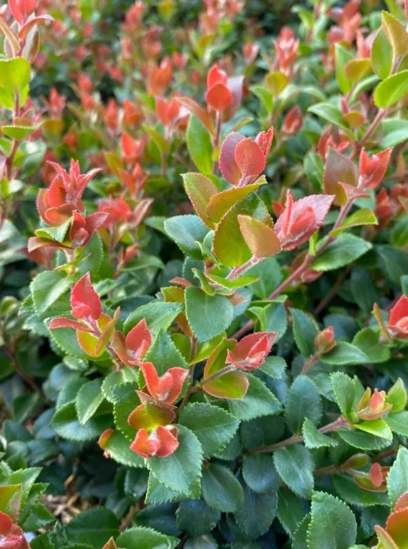 Evergreen Huckleberry Live Plants – Vaccinium ovatum – 10-18 Inch Tall – Set of 2 in 5 Inch Pots – Outdoor Shrub Evergreen Huckleberry Live Plants – Vaccinium ovatum – 10-18 Inch Tall – Set of 2 in 5 Inch Pots – Outdoor Shrub - Image 2