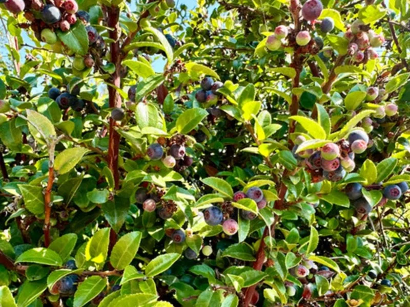 Evergreen Huckleberry Live Plants – Vaccinium ovatum – 10-18 Inch Tall – Set of 2 in 5 Inch Pots – Outdoor Shrub Evergreen Huckleberry Live Plants – Vaccinium ovatum – 10-18 Inch Tall – Set of 2 in 5 Inch Pots – Outdoor Shrub - Image 3