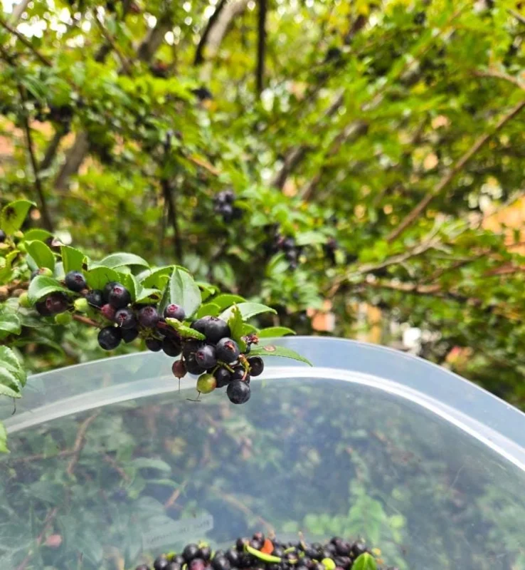 Evergreen Huckleberry Live Plants – Vaccinium ovatum – 10-18 Inch Tall – Set of 2 in 5 Inch Pots – Outdoor Shrub Evergreen Huckleberry Live Plants – Vaccinium ovatum – 10-18 Inch Tall – Set of 2 in 5 Inch Pots – Outdoor Shrub - Image 4