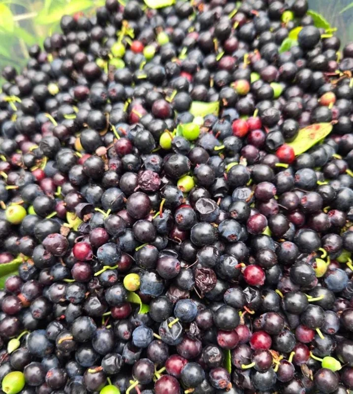 Evergreen Huckleberry Live Plants – Vaccinium ovatum – 10-18 Inch Tall – Set of 2 in 5 Inch Pots – Outdoor Shrub Evergreen Huckleberry Live Plants – Vaccinium ovatum – 10-18 Inch Tall – Set of 2 in 5 Inch Pots – Outdoor Shrub - Image 5