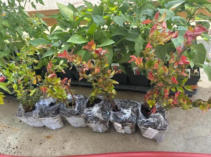Evergreen Huckleberry Live Plants – Vaccinium ovatum – 10-18 Inch Tall – Set of 2 in 5 Inch Pots – Outdoor Shrub Evergreen Huckleberry Live Plants – Vaccinium ovatum – 10-18 Inch Tall – Set of 2 in 5 Inch Pots – Outdoor Shrub - Image 6