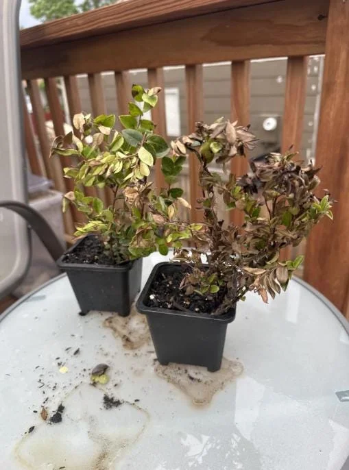 Evergreen Huckleberry Live Plants – Vaccinium ovatum – 10-18 Inch Tall – Set of 2 in 5 Inch Pots – Outdoor Shrub Evergreen Huckleberry Live Plants – Vaccinium ovatum – 10-18 Inch Tall – Set of 2 in 5 Inch Pots – Outdoor Shrub - Image 7