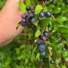 Evergreen Huckleberry Live Plants – Vaccinium ovatum – 10-18 Inch Tall – Set of 2 in 5 Inch Pots – Outdoor Shrub - Image 1