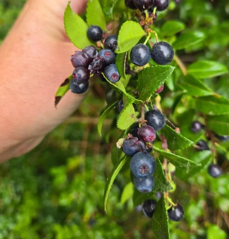 Evergreen Huckleberry Live Plants – Vaccinium ovatum – 10-18 Inch Tall – Set of 2 in 5 Inch Pots – Outdoor Shrub Evergreen Huckleberry Live Plants – Vaccinium ovatum – 10-18 Inch Tall – Set of 2 in 5 Inch Pots – Outdoor Shrub - Image 1