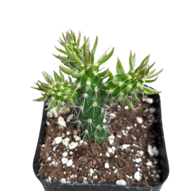 Eve's Needle Cactus - Austrocylindropuntia Subulata Succulent Live Plant 2 Inch Pot Eve's Needle Cactus - Austrocylindropuntia Subulata Succulent Live Plant 2 Inch Pot - Image 2