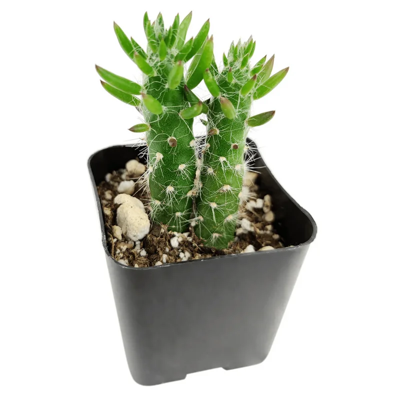 Eve's Needle Cactus - Austrocylindropuntia Subulata Succulent Live Plant 2 Inch Pot Eve's Needle Cactus - Austrocylindropuntia Subulata Succulent Live Plant 2 Inch Pot - Image 1