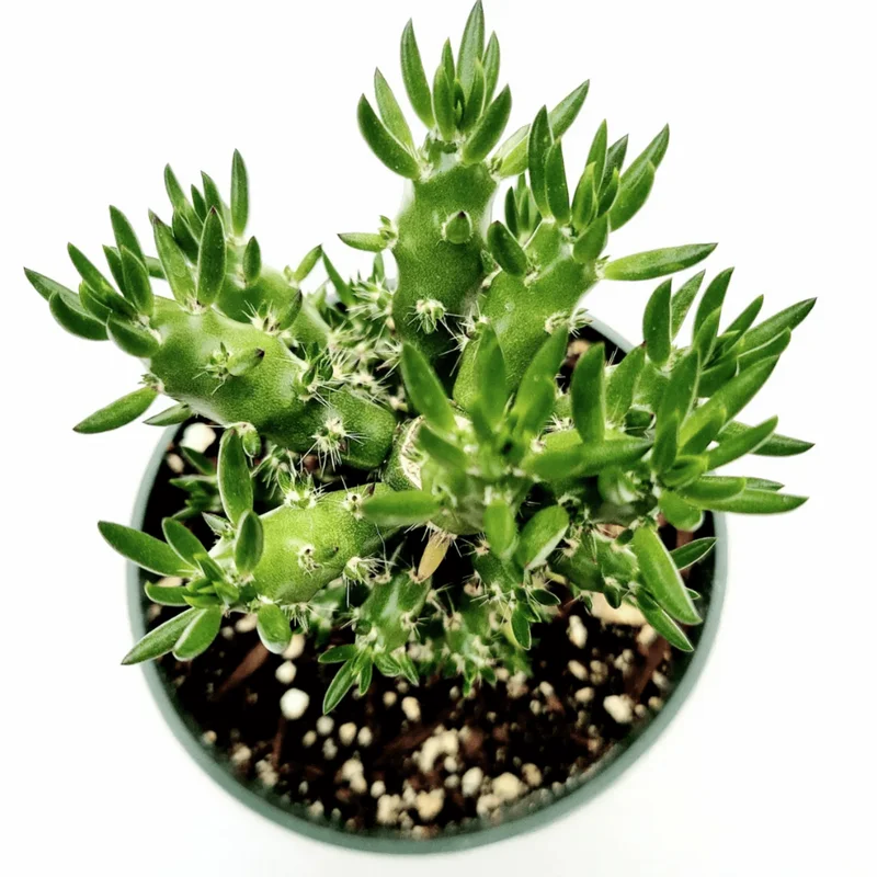 Eve's Needle Cactus - Austrocylindropuntia Subulata Succulent Live Plant 2 Inch Pot Eve's Needle Cactus - Austrocylindropuntia Subulata Succulent Live Plant 2 Inch Pot - Image 3