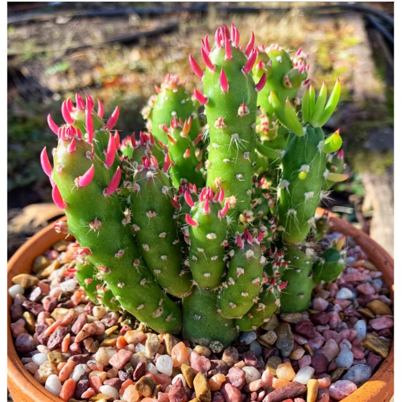 Eve's Needle Cactus - Austrocylindropuntia Subulata Succulent Live Plant 2 Inch Pot Eve's Needle Cactus - Austrocylindropuntia Subulata Succulent Live Plant 2 Inch Pot - Image 5