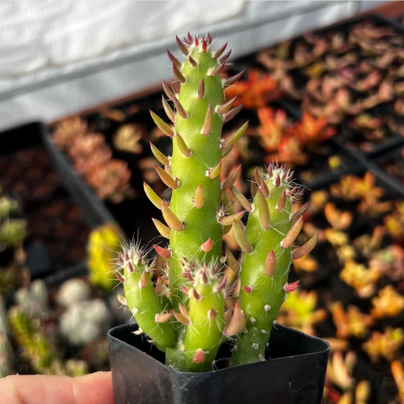 Eve's Needle Cactus - Austrocylindropuntia Subulata Succulent Live Plant 2 Inch Pot Eve's Needle Cactus - Austrocylindropuntia Subulata Succulent Live Plant 2 Inch Pot - Image 6
