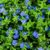 Evolvulus Blue Daze Live Plant – 3-6 Inch Starter – Drought-Tolerant, Vibrant Blue Flowers, Outdoor Groundcover - Image 1