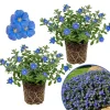 Evolvulus Blue Daze Live Plant – Blooming Perennial – 4-6'' Tall Ground Cover – Outdoor - Image 1