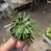 Eyelash Fern Live Plant – Actiniopteris australis – Terrarium Plant – 2in Pot - Image 1