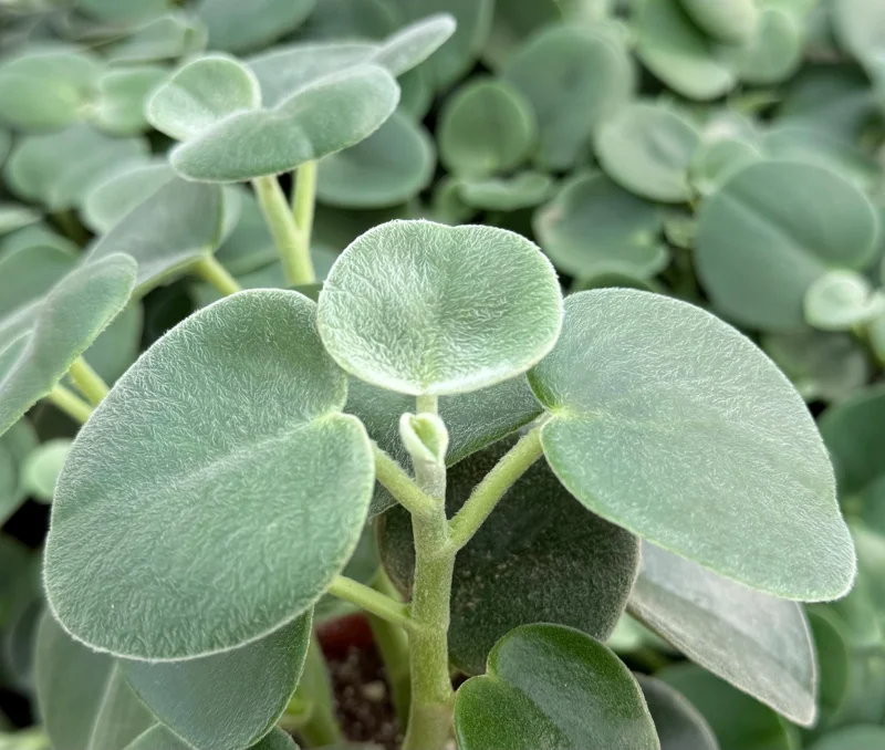 Felted Peperomia Live Plant - Peperomia Incana in 4 Inch Pot, Indoor Houseplant Felted Peperomia Live Plant - Peperomia Incana in 4 Inch Pot, Indoor Houseplant - Image 2