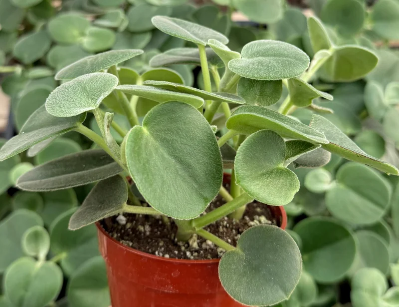 Felted Peperomia Live Plant - Peperomia Incana in 4 Inch Pot, Indoor Houseplant Felted Peperomia Live Plant - Peperomia Incana in 4 Inch Pot, Indoor Houseplant - Image 3